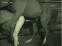 [ Bestiality Sex ] Dog copulates his asshole